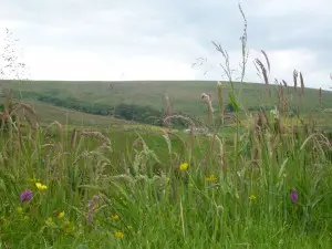 The wildflowers on the edge of our camping pitches!